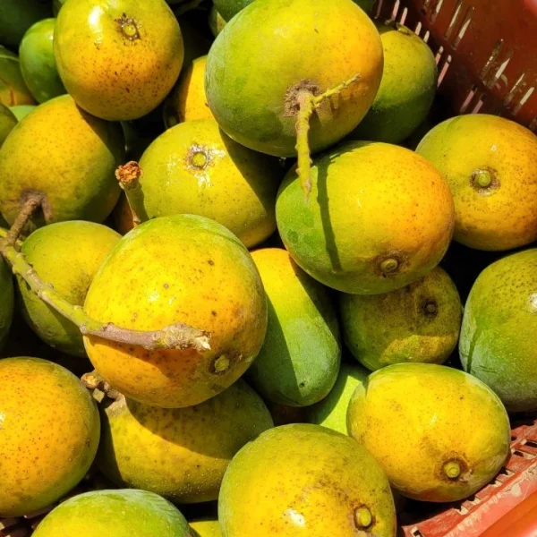 Himsagor-হিমসাগর