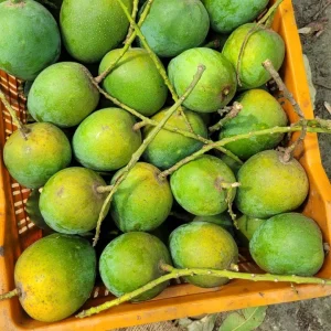 হিমসাগর আম (কুরিয়ার অফিস পর্যন্ত)