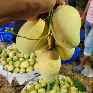 আম্রপালি আম ১৫০ টাকা কেজি (হোম ডেলিভারী সহ)