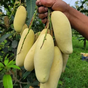 ব্যানানা ম্যাংগো ২০০ টাকা কেজি হোম ডেলিভারী সহ