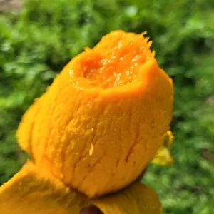 ল্যাংড়া আম ১৪০ টাকা কেজি ( হোম ডেলিভারী সহ )