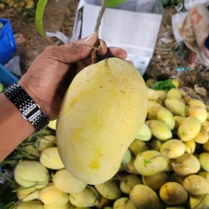 ফজলি আম ব্যাগিং আম ১৪০ টাকা কেজি (হোম ডেলিভারী সহ)