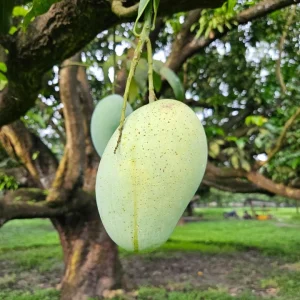 সুরমা ফজলি আম ১৪৫ টাকা কেজি হোম ডেলিভারী সহ
