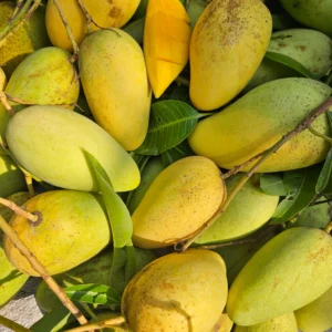 কড়ামিস্টি কাটিমন আম