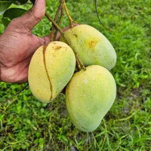 সু্ইট কাটিমন আম  ৪-৫ টায় ১কেজি