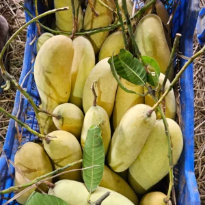 ব্যানানা ম্যাংগো (১০কেজি)