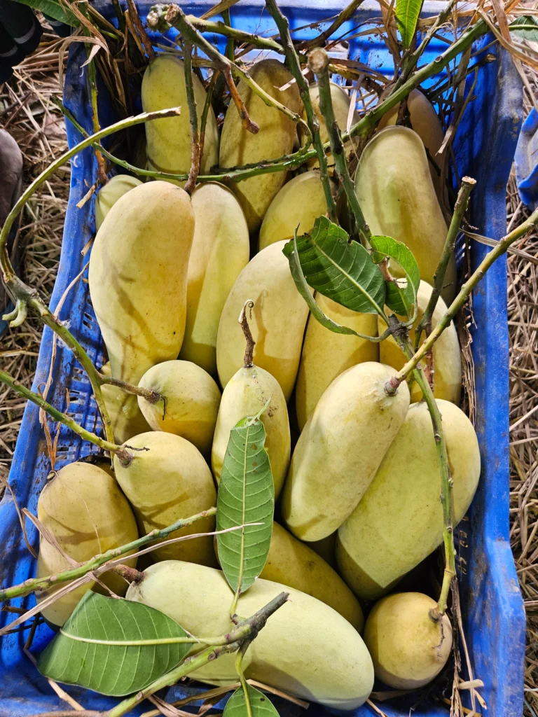 ব্যানানা ম্যাংগো (১০কেজি)
