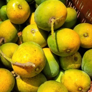 হিমসাগর আম (১১ কেজি)