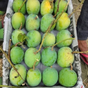 গোবিন্দোভোগ আম (১০ কেজি)
