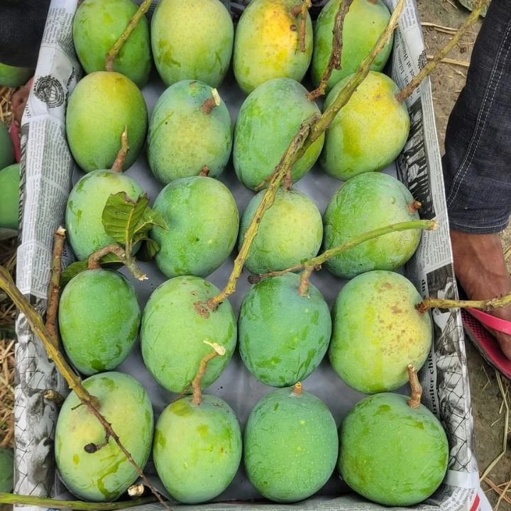 গোবিন্দোভোগ আম (১০ কেজি)