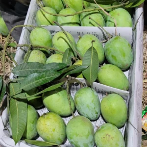 ল্যাংড়া আম (১১ কেজি)