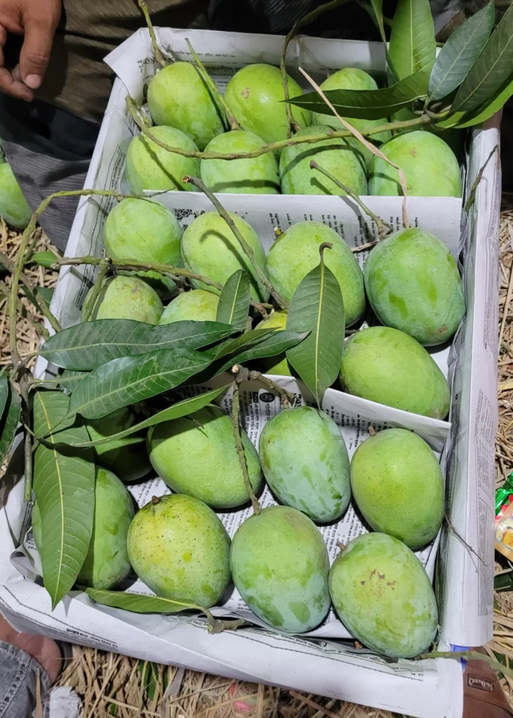 ল্যাংড়া আম (১১ কেজি)
