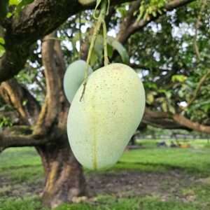 ফজলি আম (১০ কেজির প্যাকেজ)
