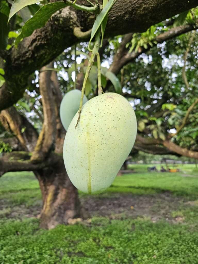 ফজলি আম (১০ কেজির প্যাকেজ)