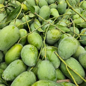 আম্রপালি আম (১১কেজি)