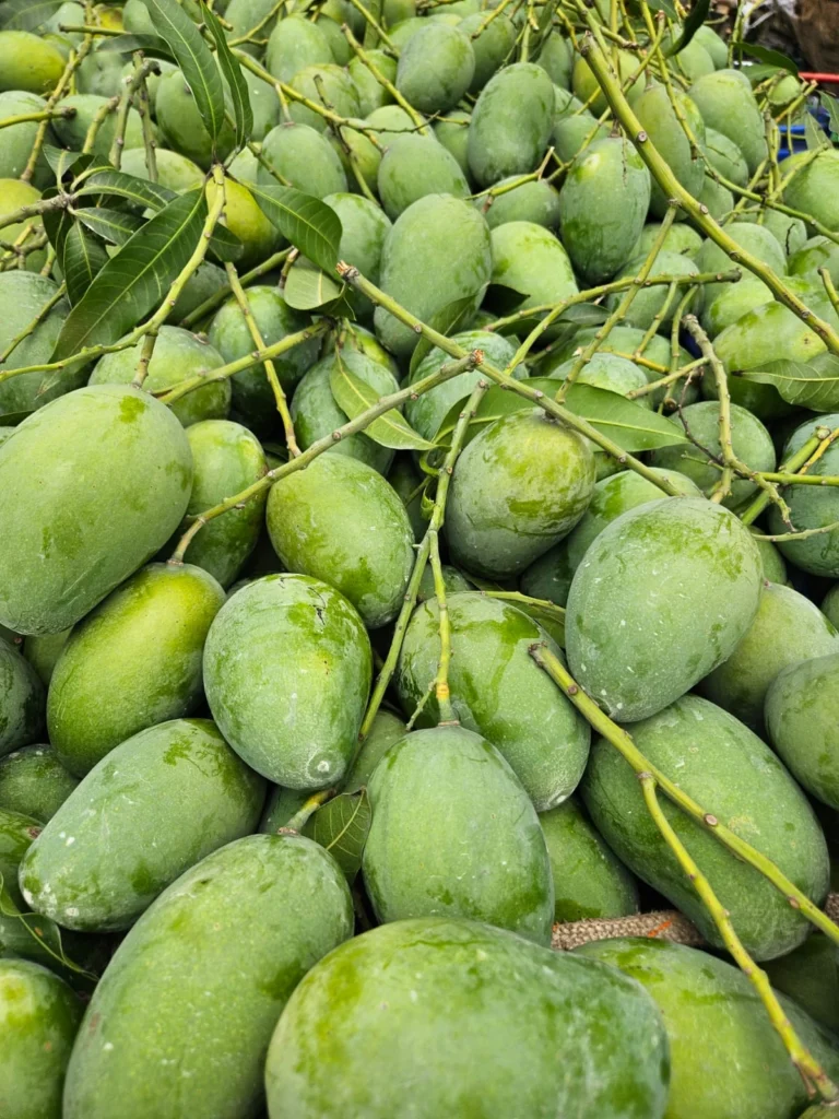 আম্রপালি আম (১১কেজি)