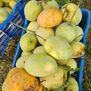 গৌড়মতি আম (১০কেজির প্যাকেজ)