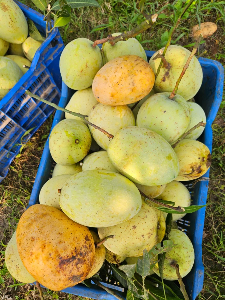 গৌড়মতি আম (১০কেজির প্যাকেজ)