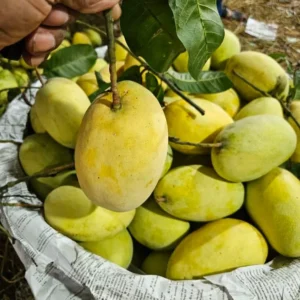 ফজলি আম (ব্যাগিং) ১১কেজি